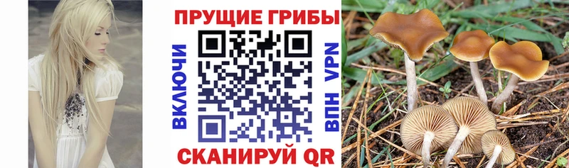 Псилоцибиновые грибы MAGIC MUSHROOMS  как найти   Обнинск 